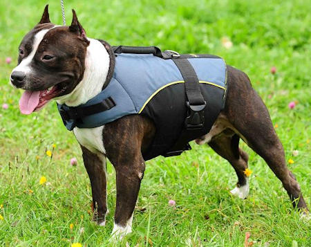 Dog Exercise Fitness Vest